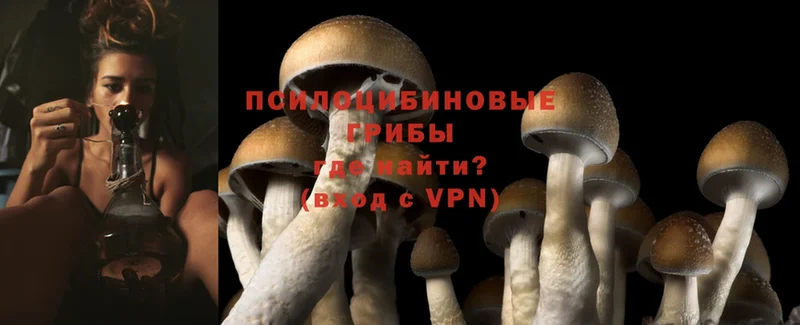 Псилоцибиновые грибы Psilocybe  Кимры 